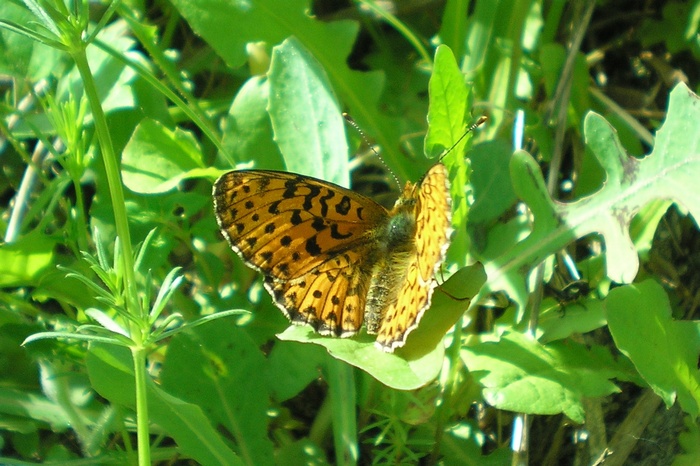 Aiuto per identificazione